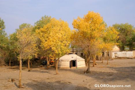 Postcard Wild poplar forest in Ejin Qi