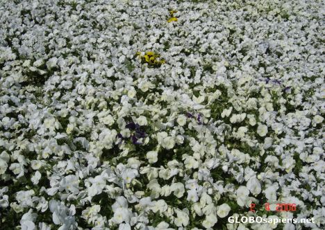 Postcard flowers white
