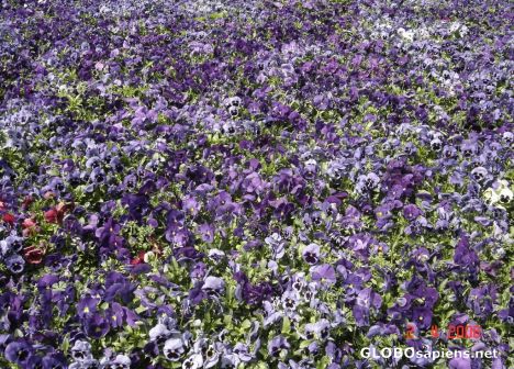 Postcard flowers purple