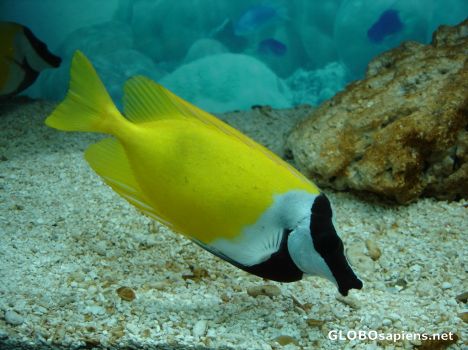 Postcard Yellow fish