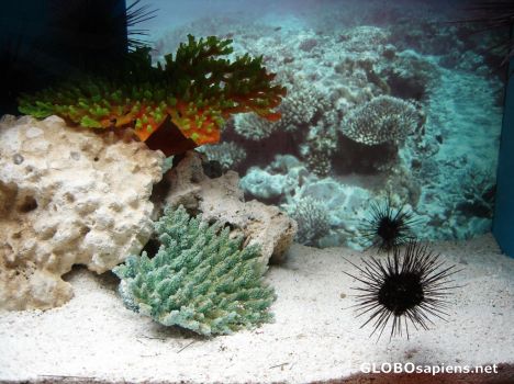 Postcard Aquarium 6
