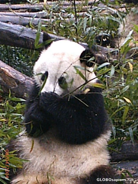 Postcard Chengdu Research Base, China