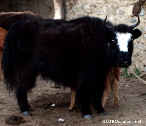 Postcard YAK!