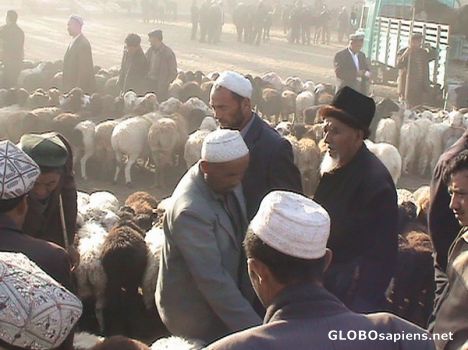 Postcard Animal market in Kashgar
