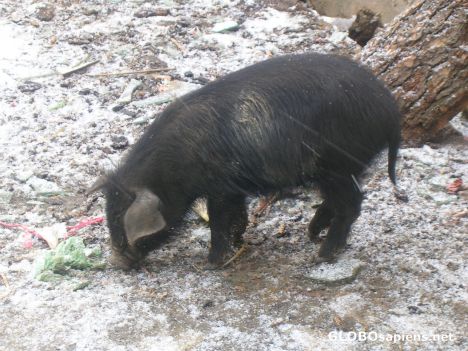 Postcard Piglet outside Tibetan Temple