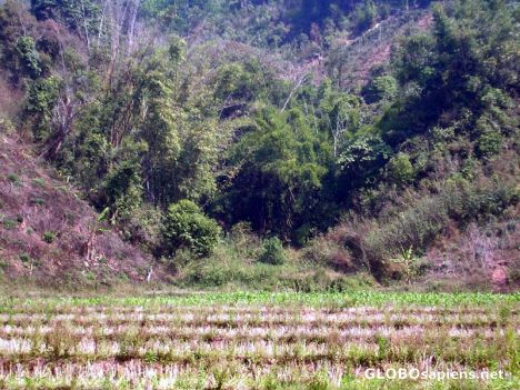 Postcard Xishuangbanna