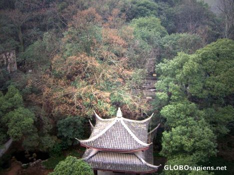 Postcard Pagoda Among Trees