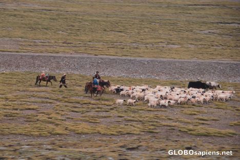 Nomads