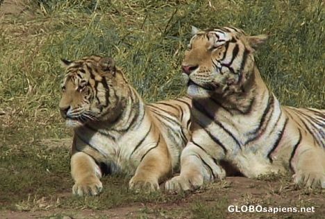 Postcard Two brothers...