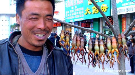 Postcard Frog seller