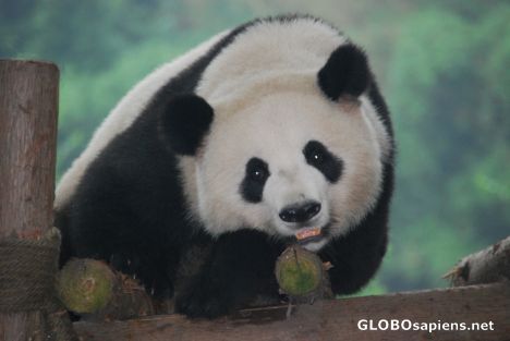 Postcard Giant Panda
