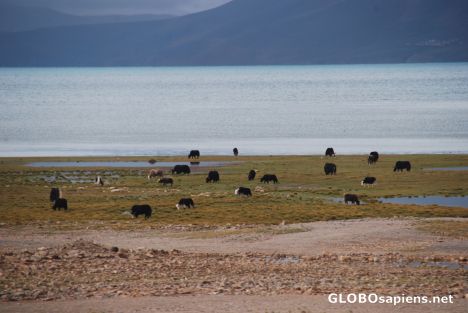 Postcard Tso Nag Lake 02