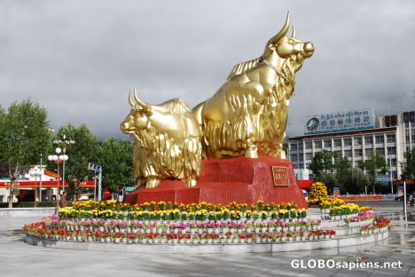 Postcard Golden Yaks