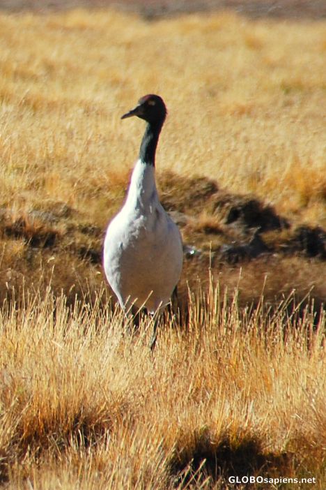 Postcard Black Necked Crane 01