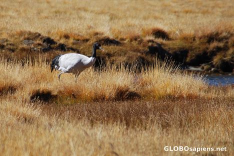 Postcard Black necked crane