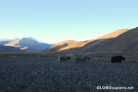 Postcard Yaks near Tingri