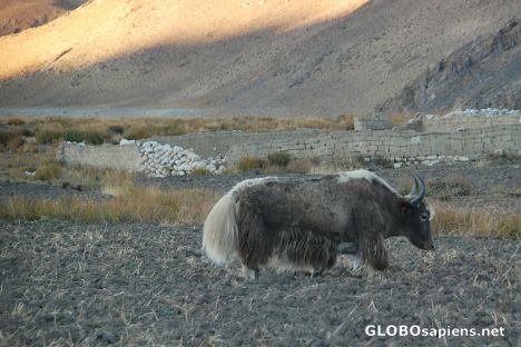 Postcard Tingri Yak