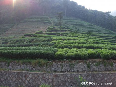 Postcard Green Tea Farm
