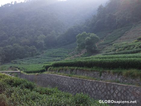 Postcard Terraced Tea Farm
