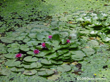 Postcard Water Lilies in the summer.