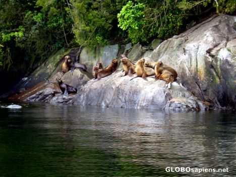 Postcard Sea lions