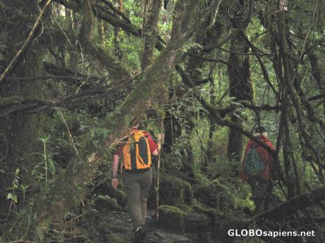 Postcard Alerce Andino Nationalpark
