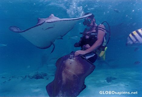 Postcard Stingray City