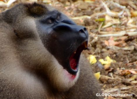 Postcard Limbe (CM) - the mandrill yawning