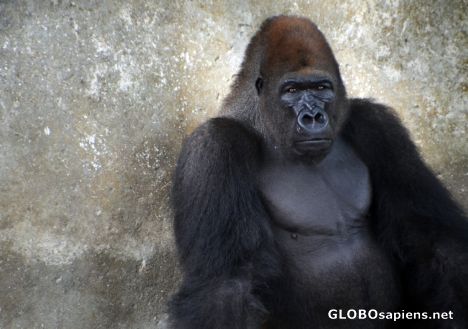 Postcard Limbe (CM) - a very sad lowland gorilla