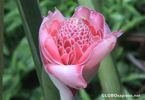 Postcard Porcelain rose from Comoros...