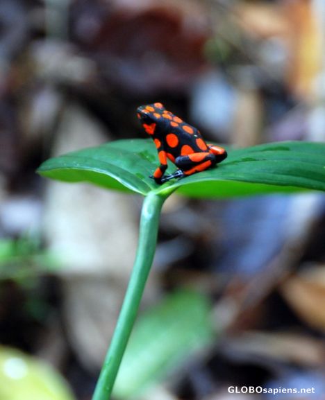 Postcard Poision Dart Frog