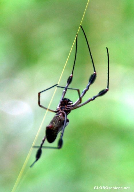 Postcard Spider waiting for Lunch