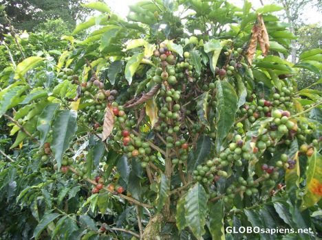 Postcard Parque Nacional del Café - Coffee Plant