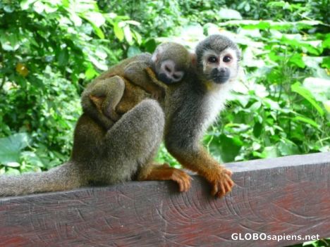 Monkeys in Monkey Island - Leticia