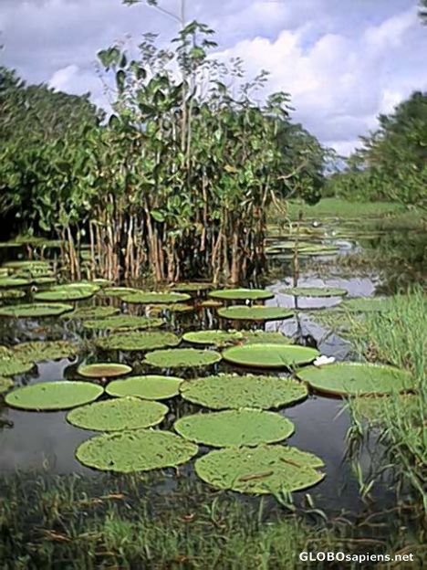 Postcard Amazonas River