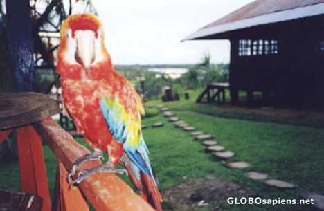 Postcard The Guacamayo.
