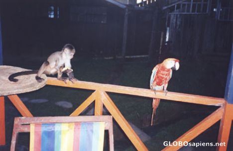 Postcard Tata and the guacamayo.