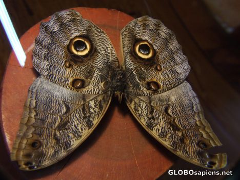 Postcard Costa Rican Butterfly