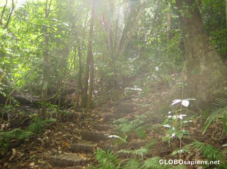 Postcard Jungle Hike