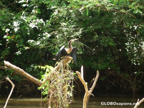 Postcard Cormorant dries it's wings after a heavy rain