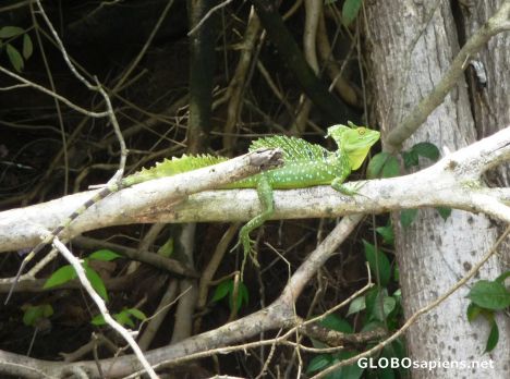 Postcard Lovely Emerald Basilisk poses on a branch
