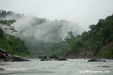 Postcard Jungle Mist