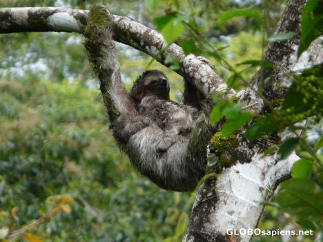 Postcard Sloth with a baby.