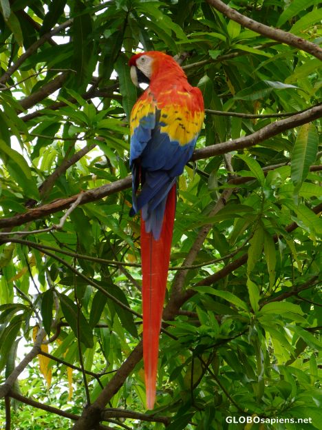 Postcard Costa rica parrot.