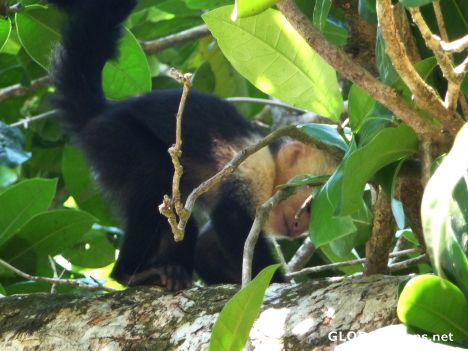 Postcard Manuel Antonio - Baby Monkey #1