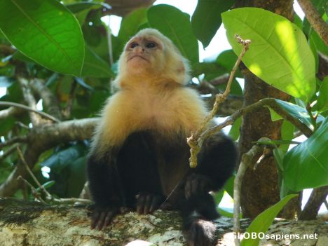 Postcard Manuel Antonio - Baby Monkey #2