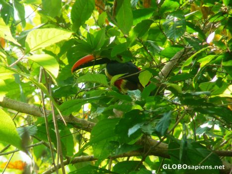 Postcard Manuel Antonio - Fuego Toucan Beak