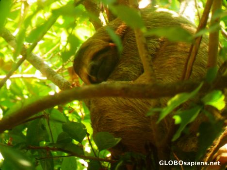 Postcard Manuel Antonio - Sleeping Sloth