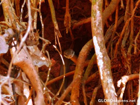 Postcard Manuel Antonio - Snake in the roots