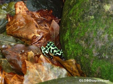 Postcard Manuel Antonio - Blue Poison Dart Frog